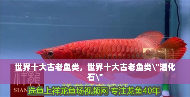 世界十大古老魚類，世界十大古老魚類\