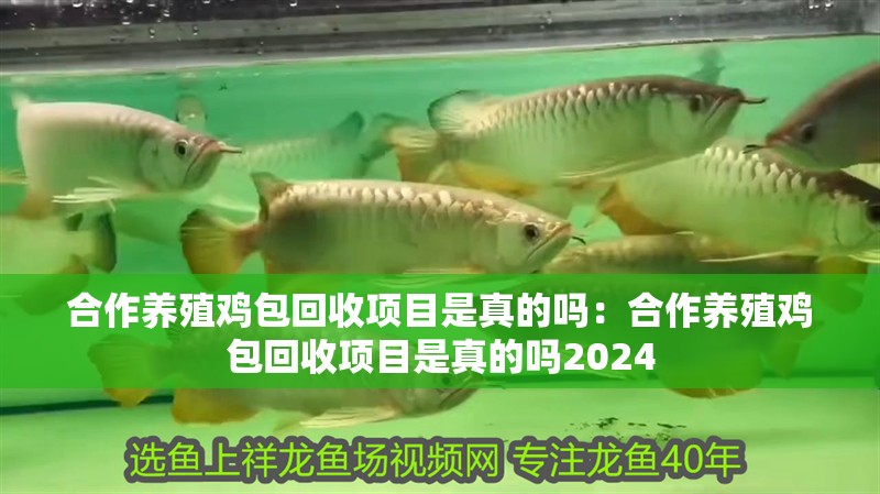 合作養殖雞包回收項目是真的嗎：合作養殖雞包回收項目是真的嗎2024