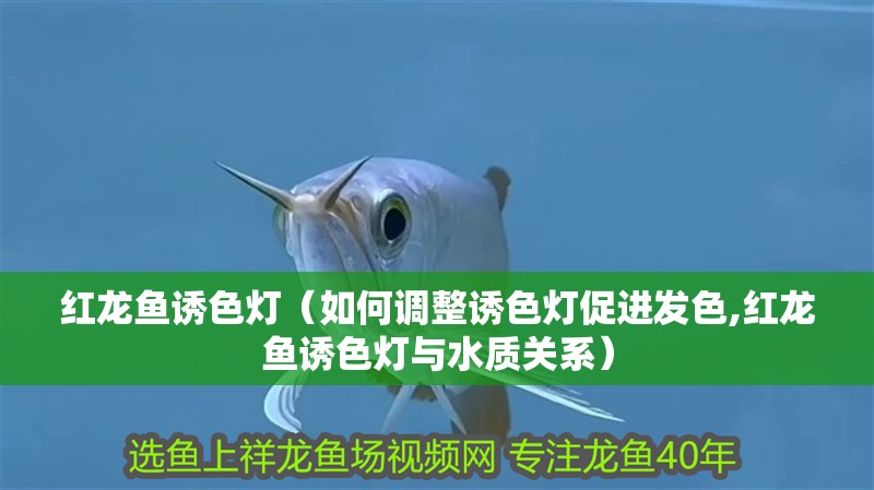 紅龍魚誘色燈（如何調(diào)整誘色燈促進(jìn)發(fā)色,紅龍魚誘色燈與水質(zhì)關(guān)系）