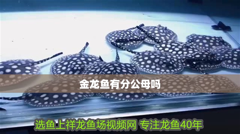 金龍魚有分公母嗎