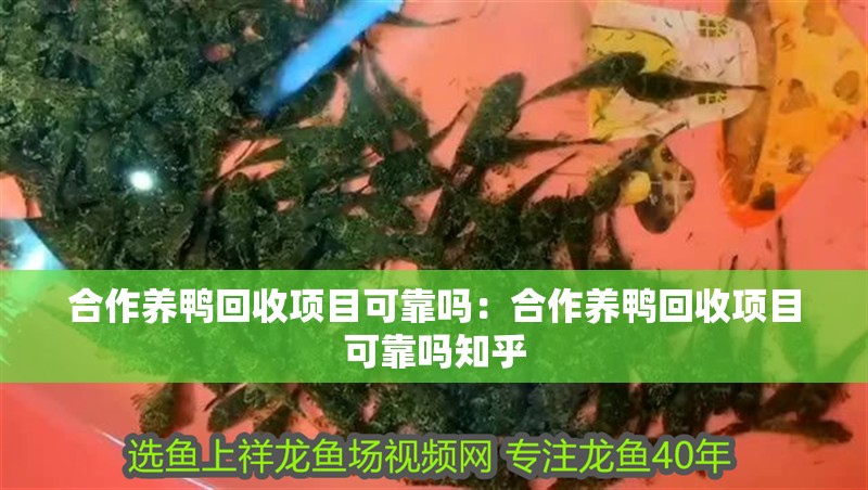 合作養鴨回收項目可靠嗎：合作養鴨回收項目可靠嗎知乎