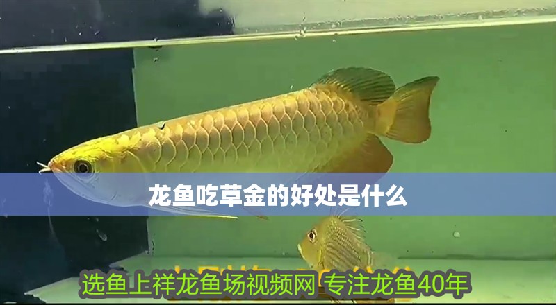 龍魚吃草金的好處是什么