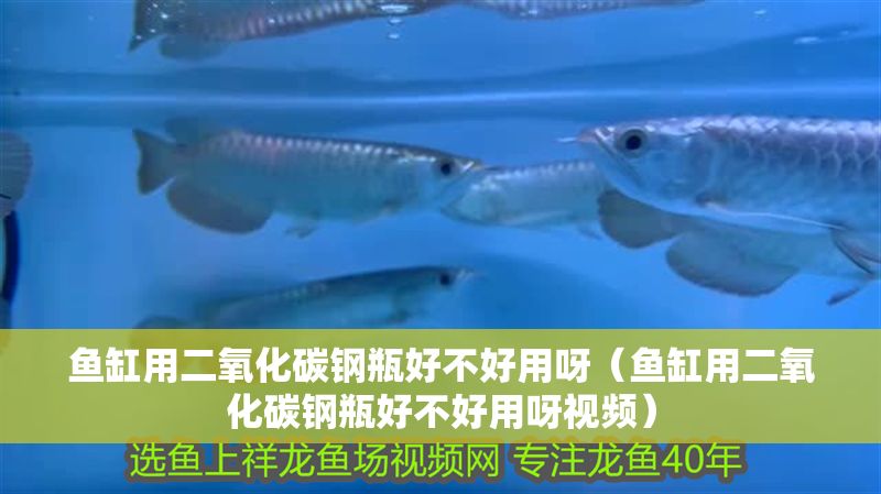 魚缸用二氧化碳鋼瓶好不好用呀（魚缸用二氧化碳鋼瓶好不好用呀視頻）