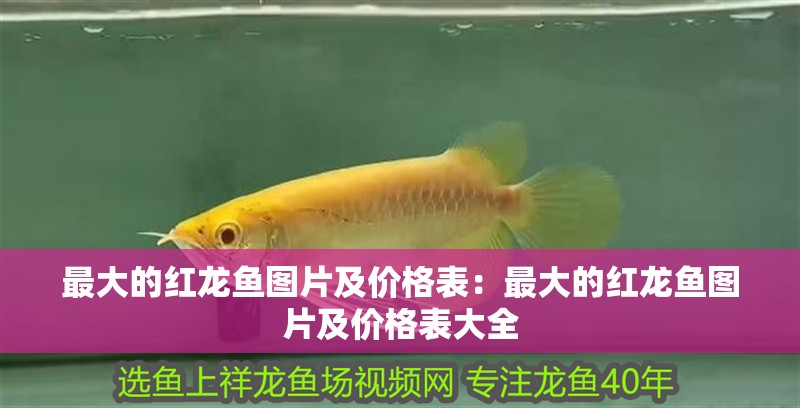最大的紅龍魚(yú)圖片及價(jià)格表：最大的紅龍魚(yú)圖片及價(jià)格表大全