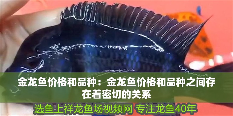 金龍魚價格和品種：金龍魚價格和品種之間存在著密切的關系