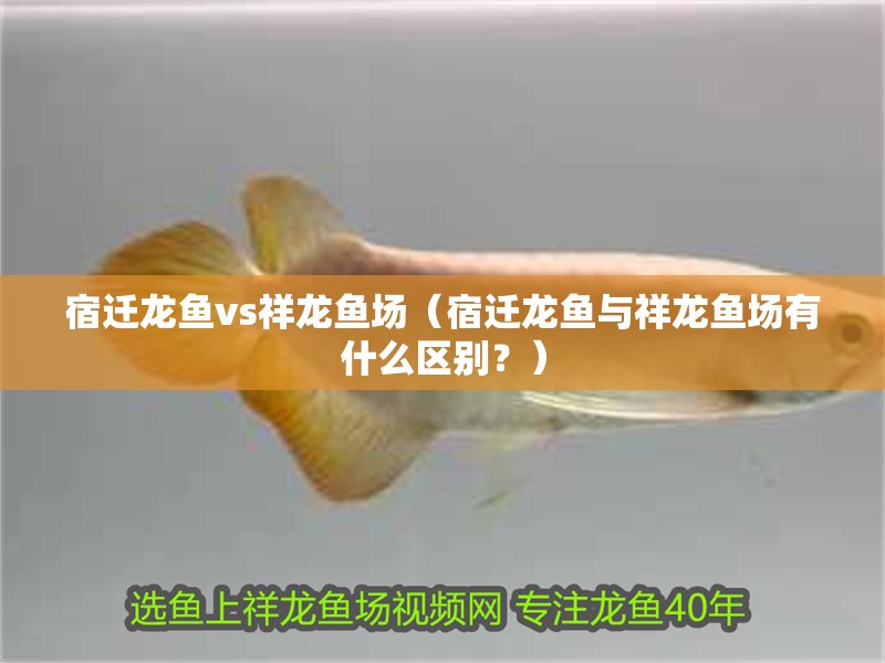 宿遷龍魚vs祥龍魚場（宿遷龍魚與祥龍魚場有什么區別？）