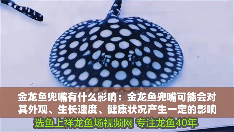 金龍魚兜嘴有什么影響：金龍魚兜嘴可能會對其外觀、生長速度、健康狀況產生一定的影響