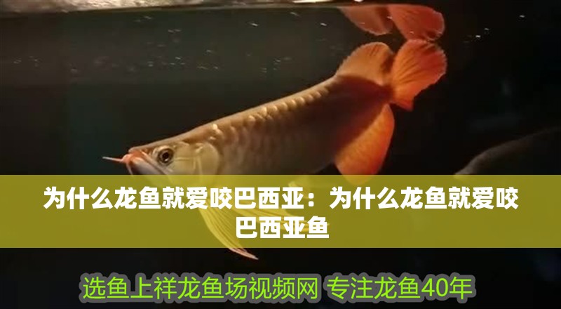 為什么龍魚就愛咬巴西亞：為什么龍魚就愛咬巴西亞魚