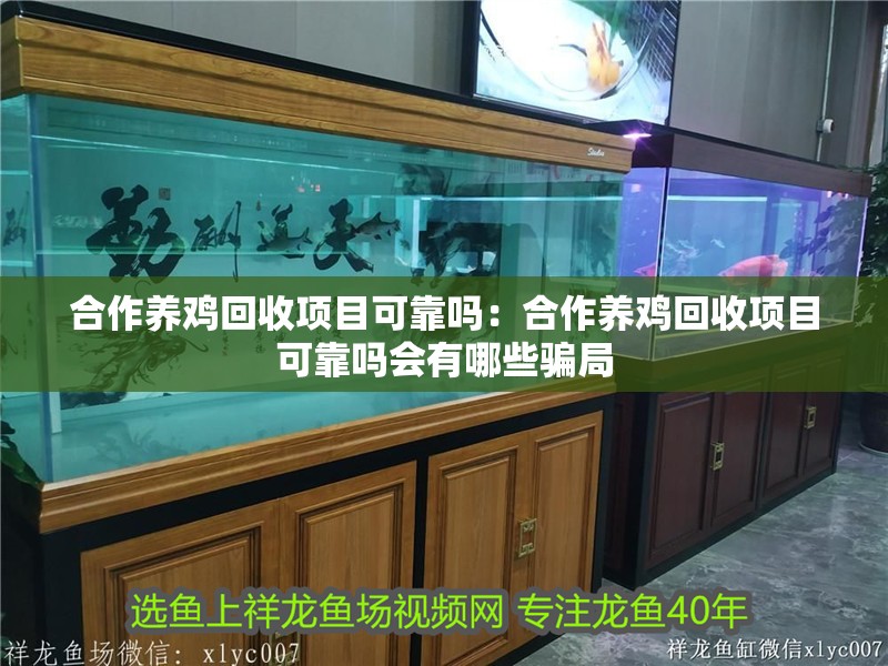 合作養雞回收項目可靠嗎：合作養雞回收項目可靠嗎會有哪些騙局
