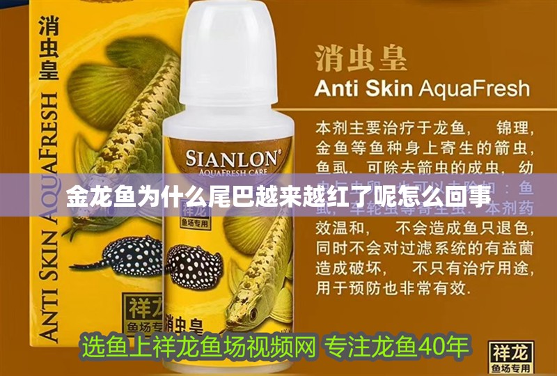 金龍魚為什么尾巴越來越紅了呢怎么回事