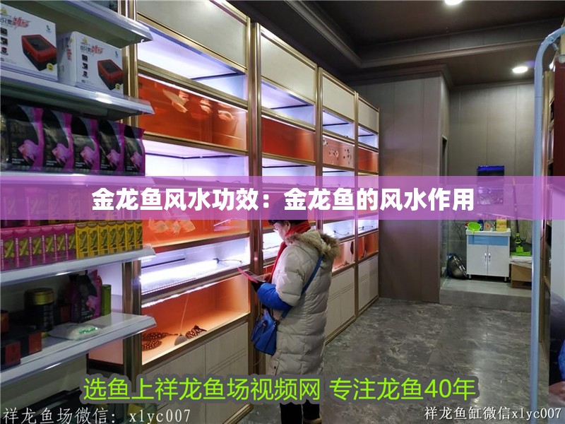 金龍魚風水功效：金龍魚的風水作用