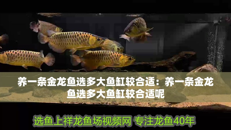 養(yǎng)一條金龍魚選多大魚缸較合適：養(yǎng)一條金龍魚選多大魚缸較合適呢