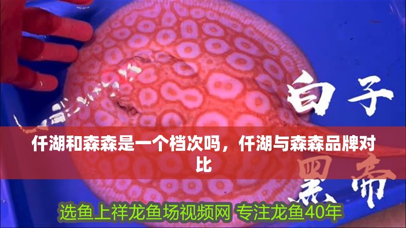 仟湖和森森是一個(gè)檔次嗎，仟湖與森森品牌對(duì)比