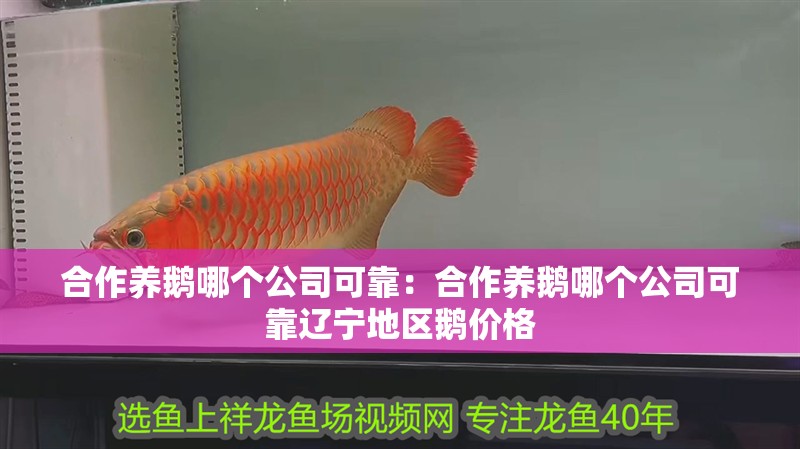 合作養鵝哪個公司可靠：合作養鵝哪個公司可靠遼寧地區鵝價格