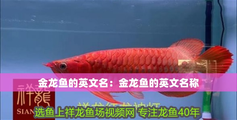 金龍魚的英文名：金龍魚的英文名稱