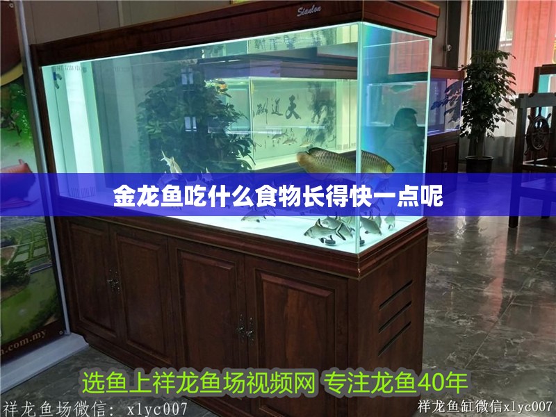 金龍魚吃什么食物長得快一點呢