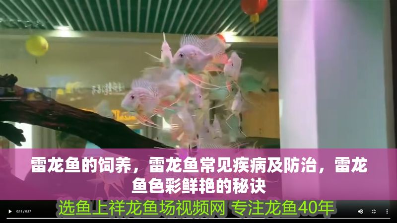雷龍魚的飼養，雷龍魚常見疾病及防治，雷龍魚色彩鮮艷的秘訣