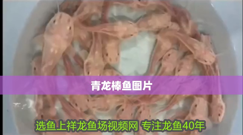 青龍棒魚圖片