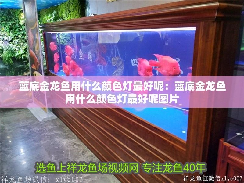 藍底金龍魚用什么顏色燈最好呢：藍底金龍魚用什么顏色燈最好呢圖片