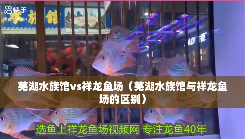 蕪湖水族館vs祥龍魚場（蕪湖水族館與祥龍魚場的區別）