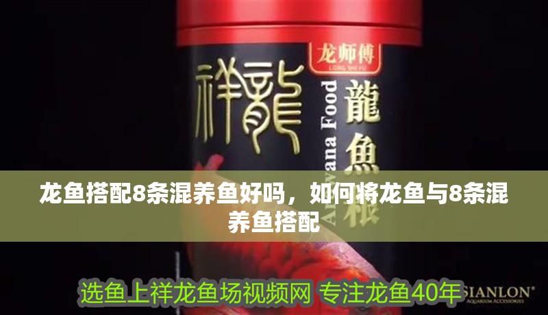 龍魚搭配8條混養魚好嗎，如何將龍魚與8條混養魚搭配
