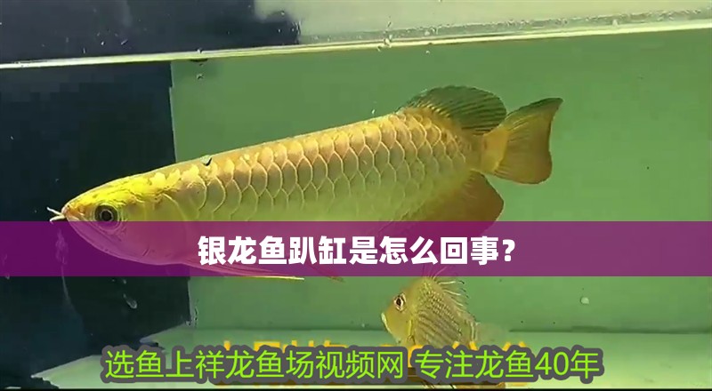 銀龍魚趴缸是怎么回事？