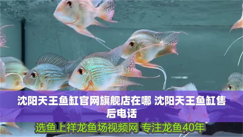 沈陽天王魚缸官網(wǎng)旗艦店在哪 沈陽天王魚缸售后電話