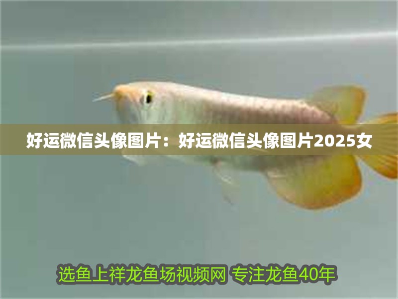 好運微信頭像圖片:好運微信頭像圖片2025女 龍魚百科 第2張 好運微信頭像圖片:好運微信頭像圖片2025女 好運微信頭像圖片:好運微信頭像圖片2025女 龍魚百科 第2張