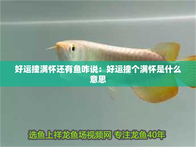 好運撞滿懷還有魚咋說：好運撞個滿懷是什么意思
