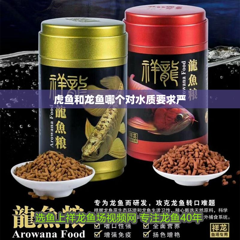 虎魚和龍魚哪個對水質(zhì)要求嚴
