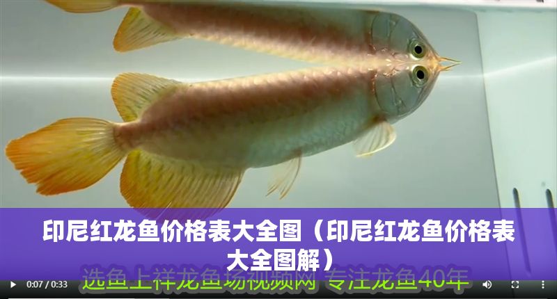 印尼紅龍魚(yú)價(jià)格表大全圖（印尼紅龍魚(yú)價(jià)格表大全圖解）
