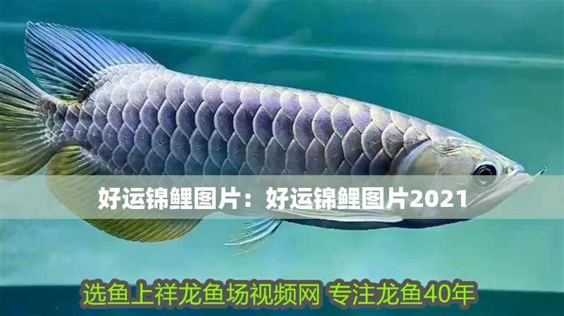 好運錦鯉圖片：好運錦鯉圖片2021