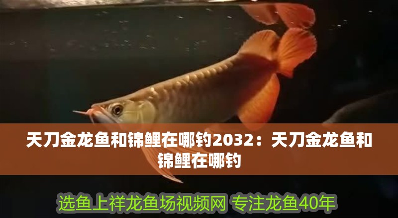 天刀金龍魚和錦鯉在哪釣2032：天刀金龍魚和錦鯉在哪釣