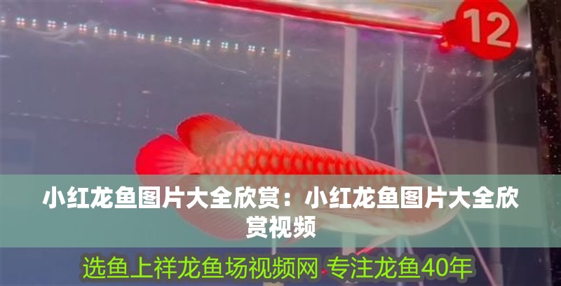 小紅龍魚圖片大全欣賞：小紅龍魚圖片大全欣賞視頻