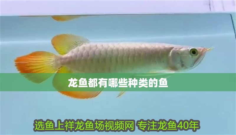 龍魚都有哪些種類的魚