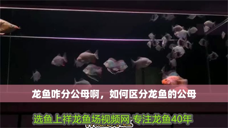 龍魚咋分公母啊，如何區(qū)分龍魚的公母