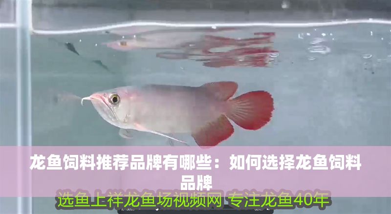 龍魚飼料推薦品牌有哪些：如何選擇龍魚飼料品牌