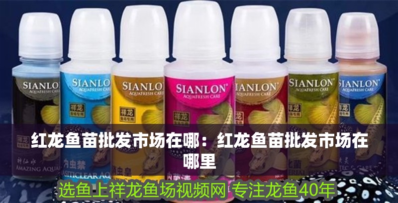 紅龍魚苗批發市場在哪：紅龍魚苗批發市場在哪里