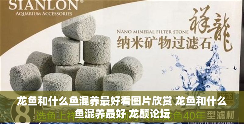 龍魚和什么魚混養(yǎng)最好看圖片欣賞 龍魚和什么魚混養(yǎng)最好 龍顛論壇