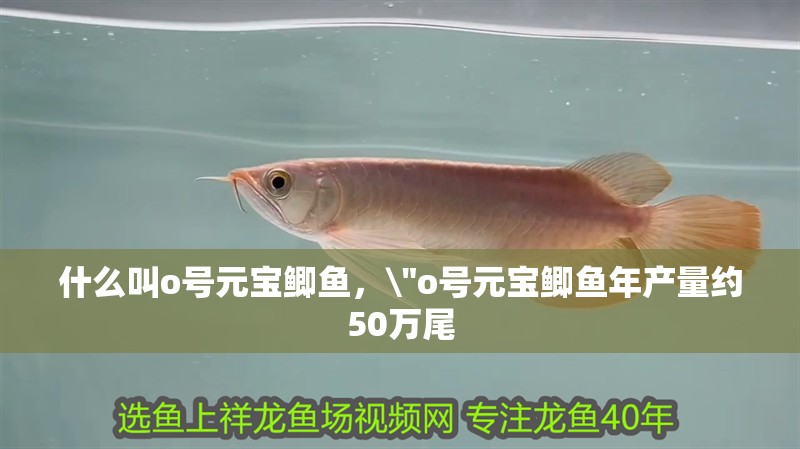 什么叫o號元寶鯽魚，\