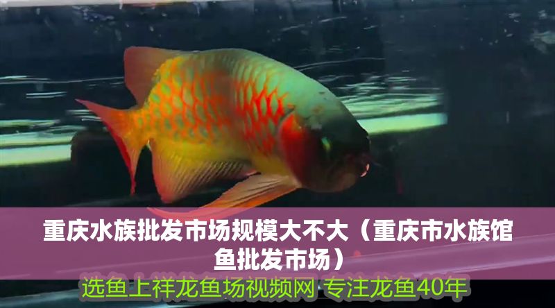 重慶水族批發市場規模大不大（重慶市水族館魚批發市場）