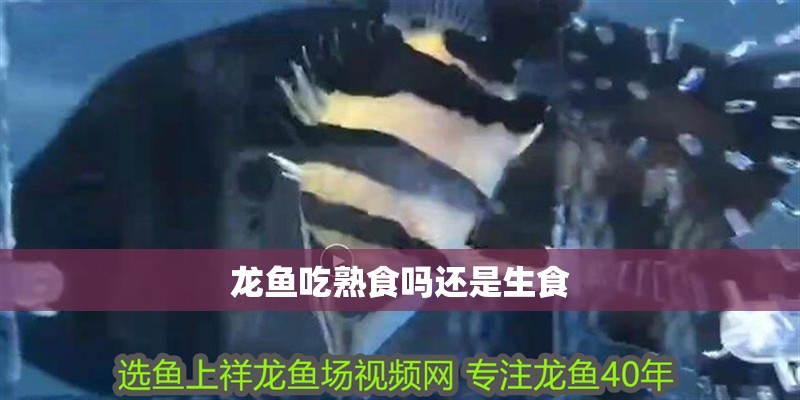 龍魚吃熟食嗎還是生食