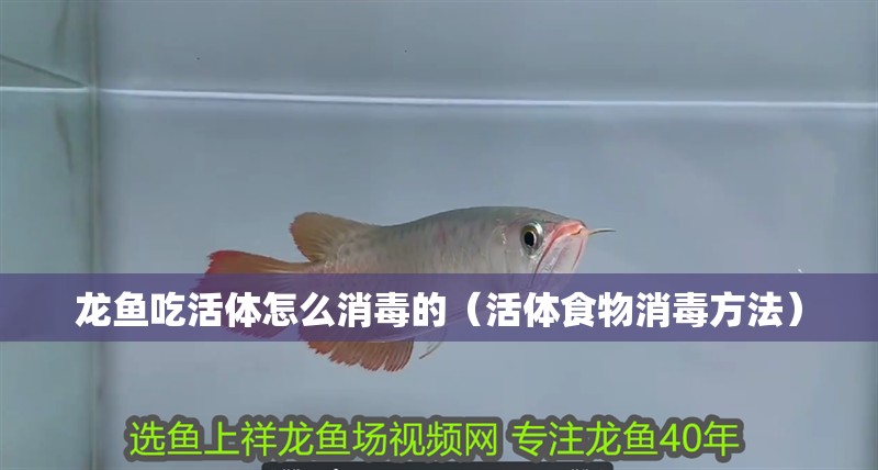 龍魚吃活體怎么消毒的（活體食物消毒方法）