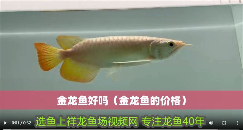 金龍魚好嗎（金龍魚的價(jià)格）