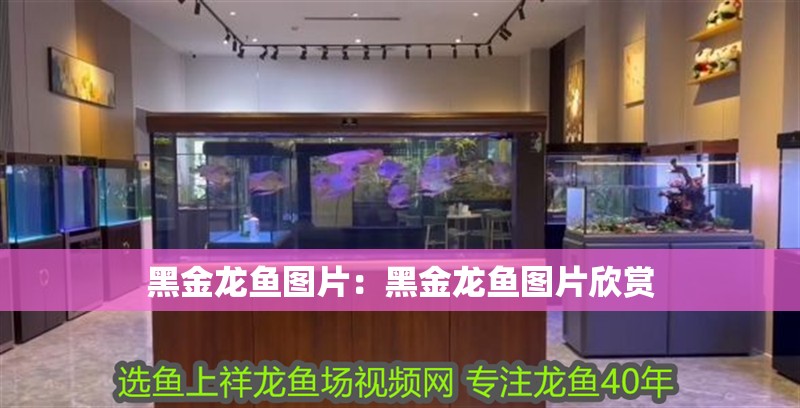 黑金龍魚圖片：黑金龍魚圖片欣賞