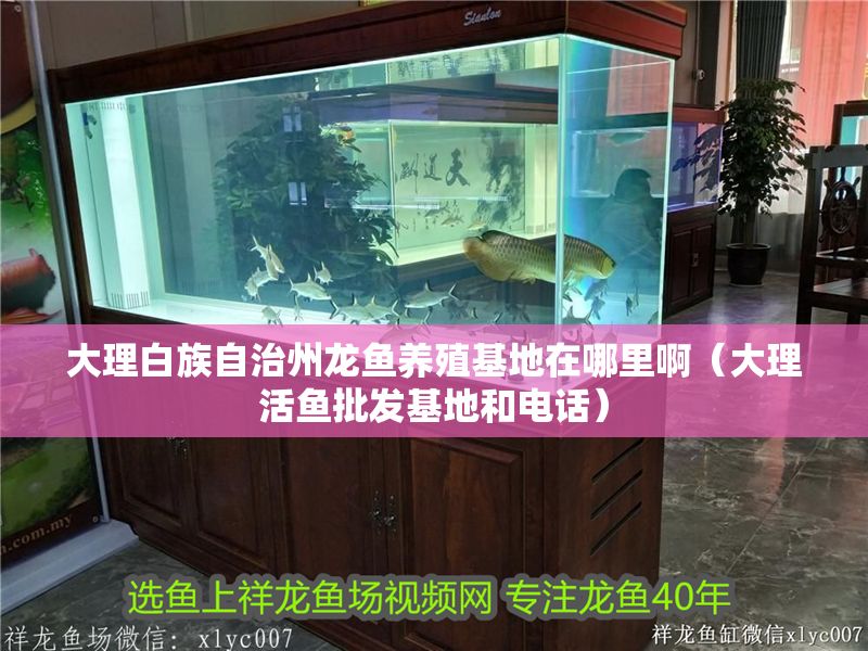 大理白族自治州龍魚養殖基地在哪里?。ù罄砘铘~批發基地和電話）