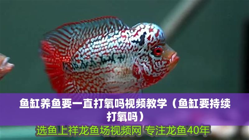 魚缸養魚要一直打氧嗎視頻教學（魚缸要持續打氧嗎）