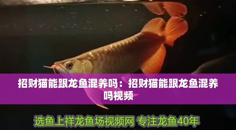 招財(cái)貓能跟龍魚(yú)混養(yǎng)嗎：招財(cái)貓能跟龍魚(yú)混養(yǎng)嗎視頻