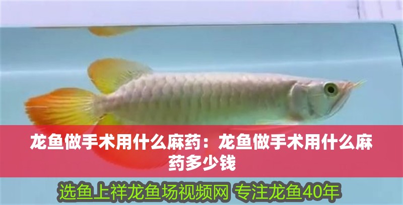 龍魚做手術(shù)用什么麻藥：龍魚做手術(shù)用什么麻藥多少錢