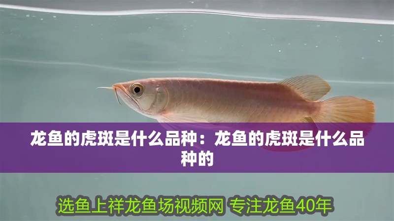 龍魚的虎斑是什么品種：龍魚的虎斑是什么品種的